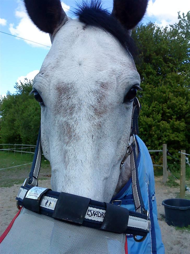 Anden særlig race Dolmet Skylight billede 10