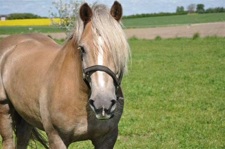 Haflinger Wander Van de Beekenpiepe billede 1