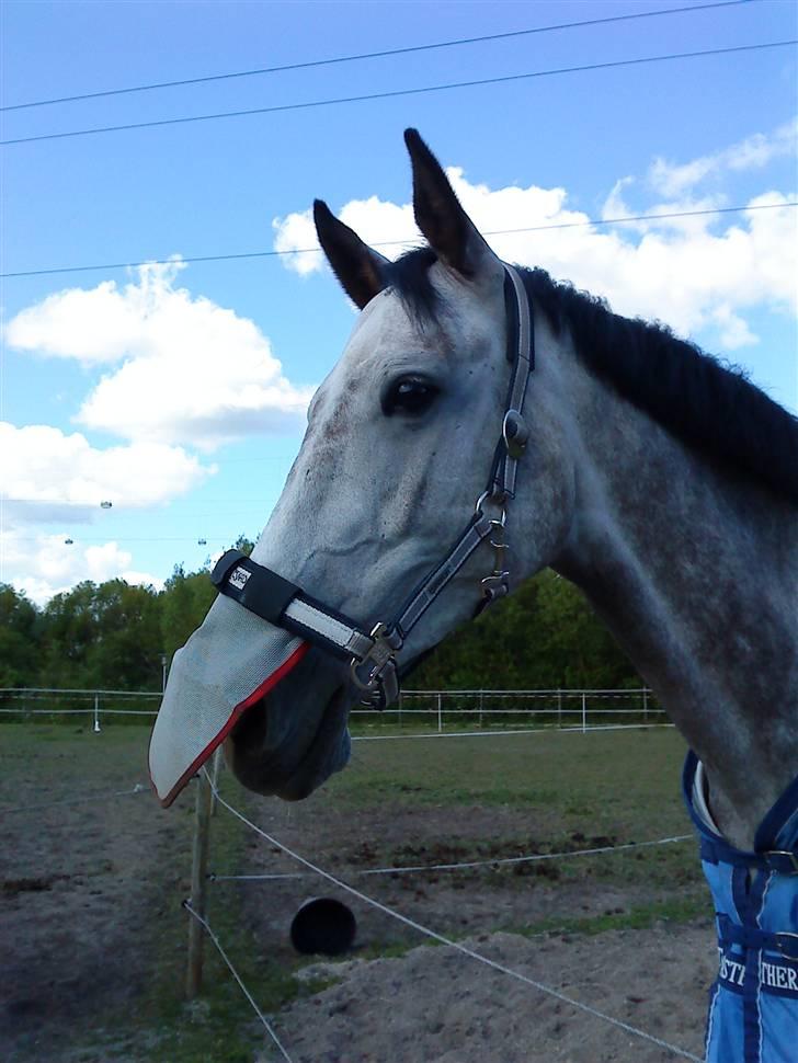 Anden særlig race Dolmet Skylight billede 11