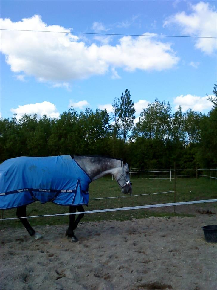 Anden særlig race Dolmet Skylight billede 12