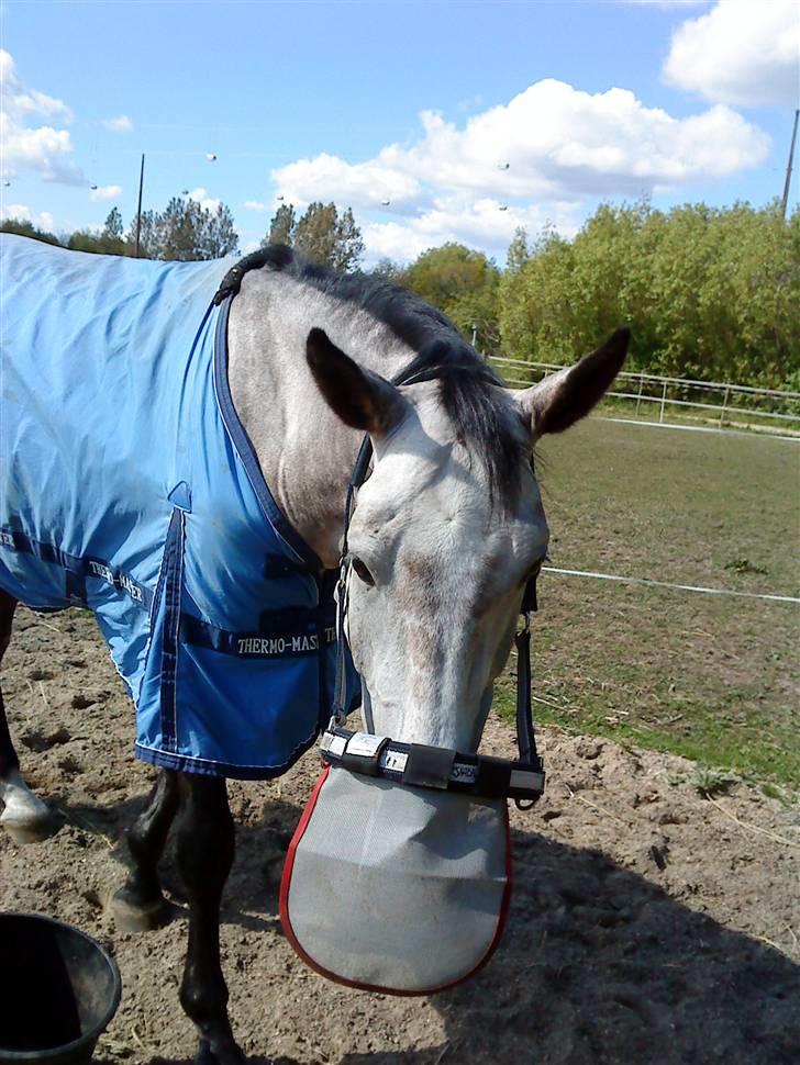 Anden særlig race Dolmet Skylight billede 13
