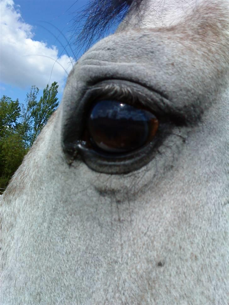 Anden særlig race Dolmet Skylight billede 14