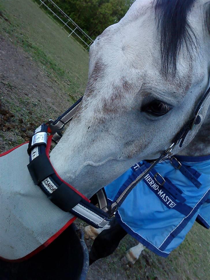 Anden særlig race Dolmet Skylight billede 15