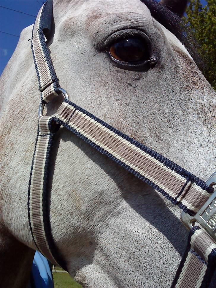 Anden særlig race Dolmet Skylight billede 16