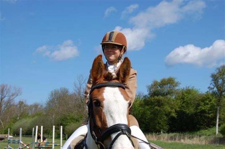 Pinto Araber Empire billede 6