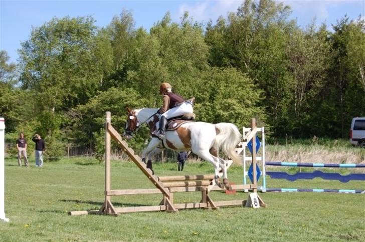 Pinto Araber Empire billede 7