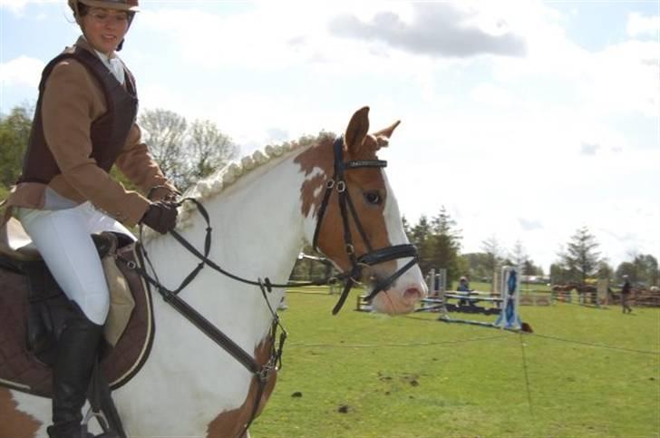 Pinto Araber Empire billede 8