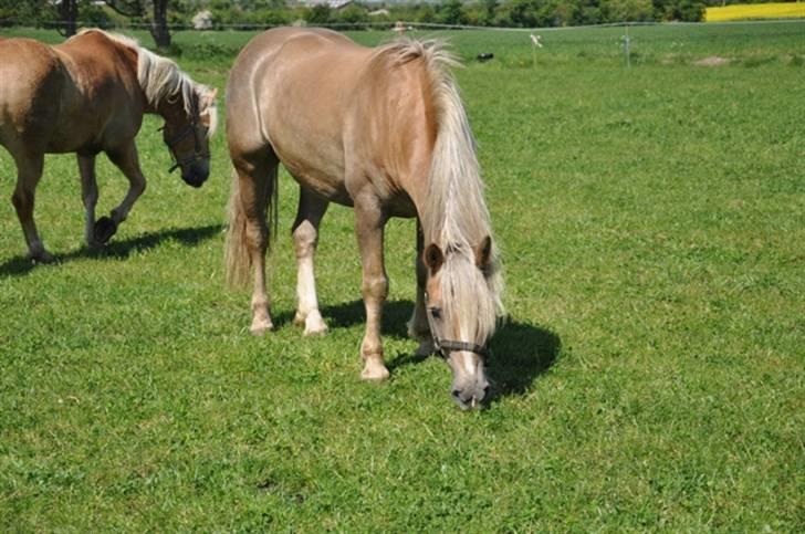 Haflinger Wander Van de Beekenpiepe billede 3