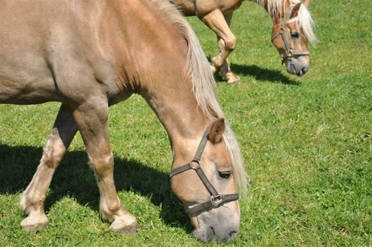 Haflinger Wander Van de Beekenpiepe billede 4