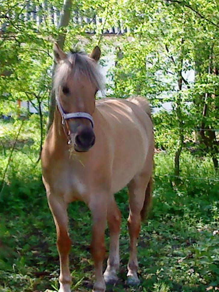 Anden særlig race daisy  - 18)  billede 18