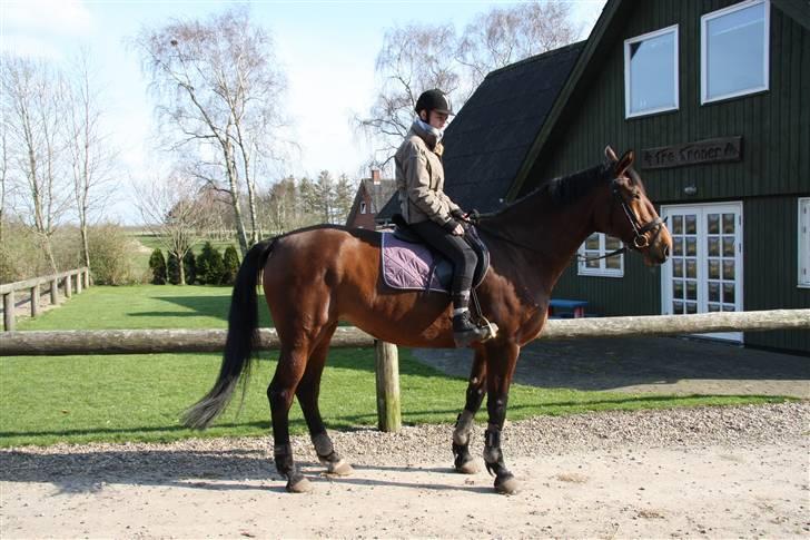 Oldenborg Rosa billede 15