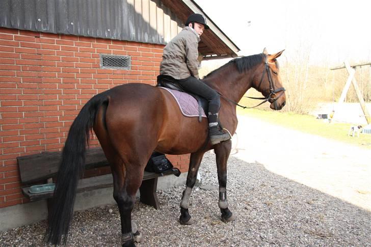 Oldenborg Rosa billede 16