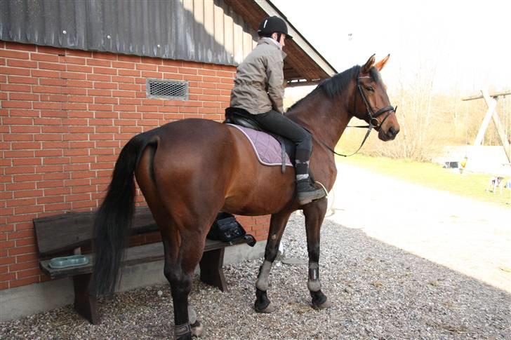 Oldenborg Rosa billede 17