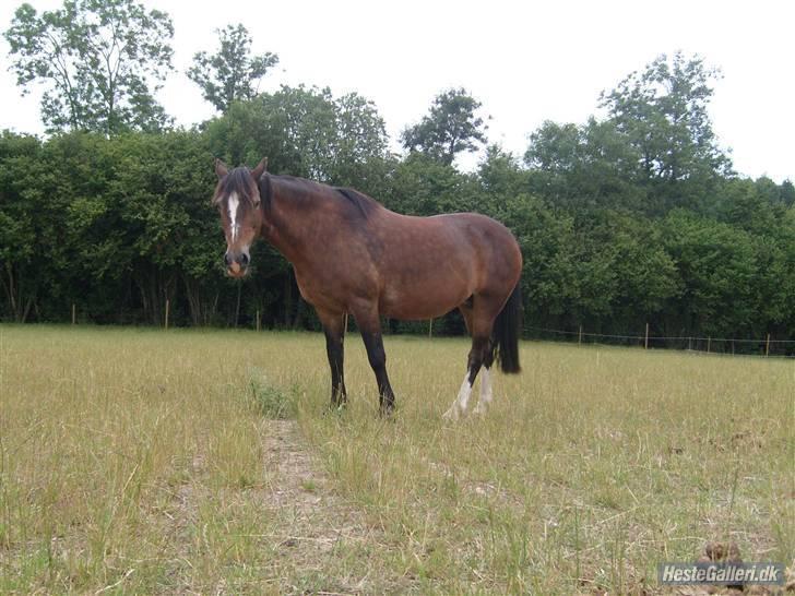 Welsh Pony (sec B) vallhals ballerina billede 8