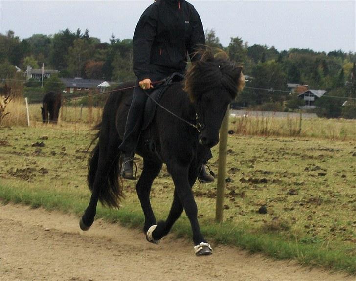 Islænder Gáski fra Rolandsgården - Velkommen til Gáski´s profil, smid gerne en kommentar! :) billede 1