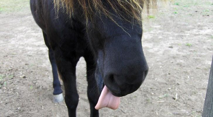 Islænder Gáski fra Rolandsgården - Dejlige dyr! billede 3