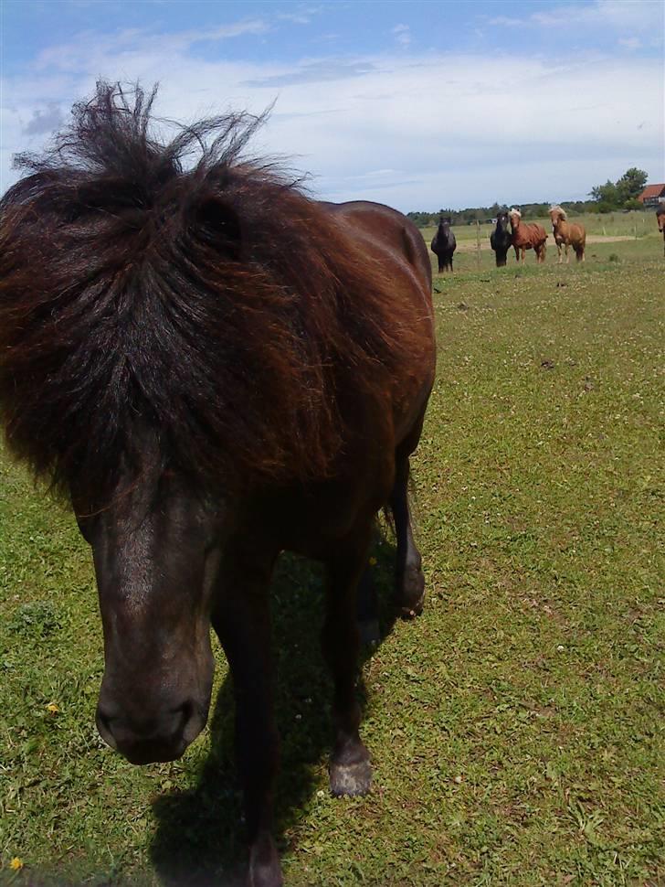 Islænder Gáski fra Rolandsgården - Min lille hest! billede 5