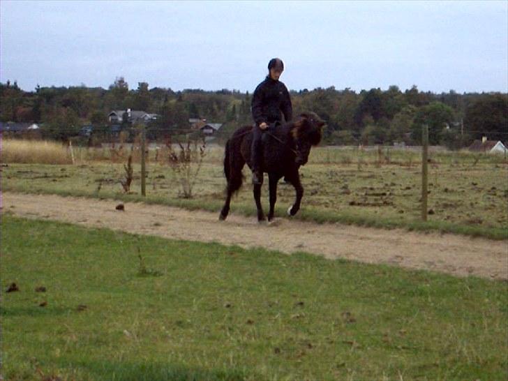 Islænder Gáski fra Rolandsgården - Tölt. billede 7