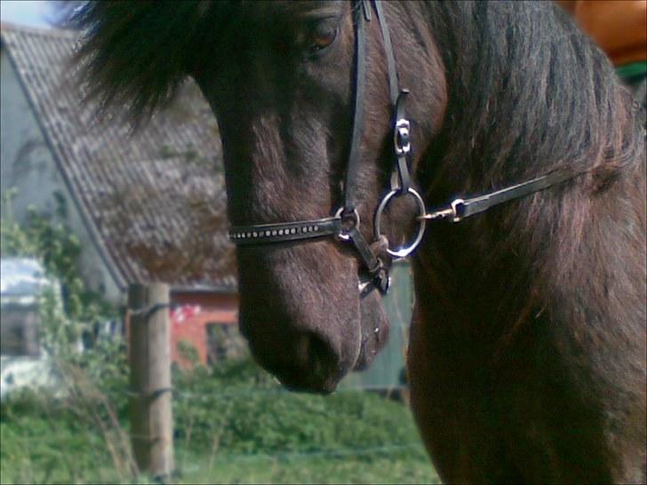 Islænder Gáski fra Rolandsgården - Søde hest. billede 8