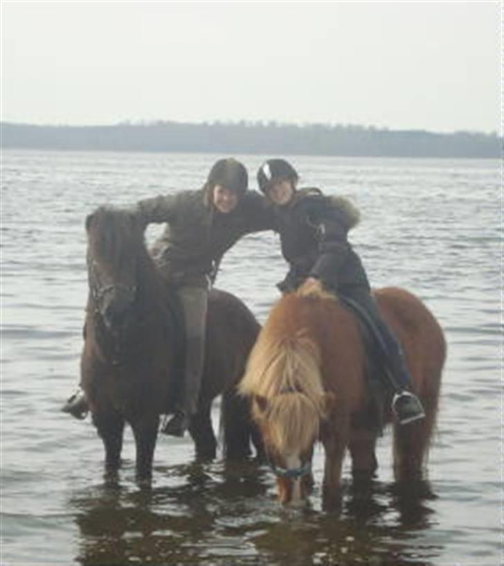Islænder Gáski fra Rolandsgården - I vandet :) billede 9