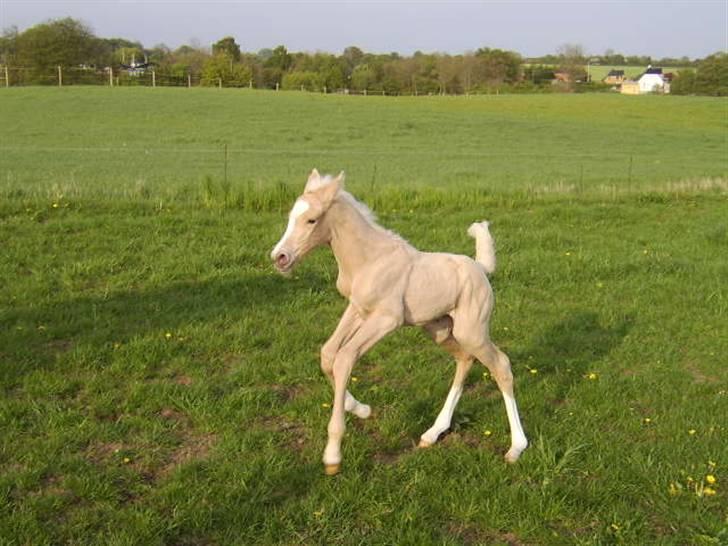 Palomino Bell Enigma - Kun 2 dage gammel billede 8