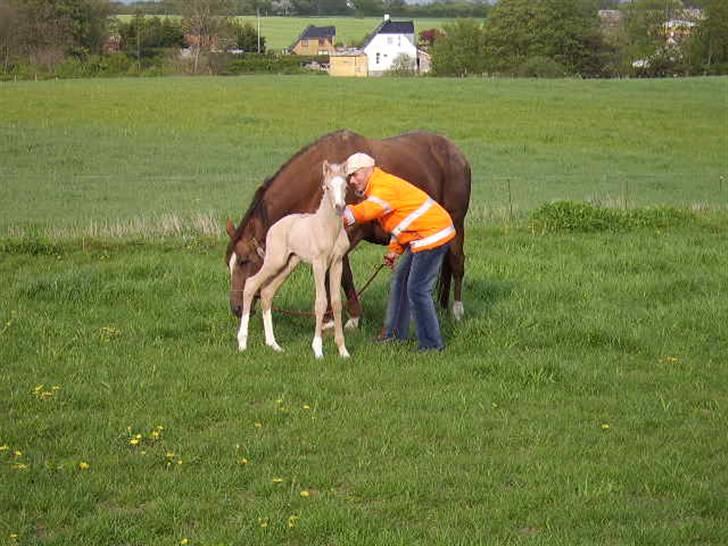 Palomino Bell Enigma billede 9