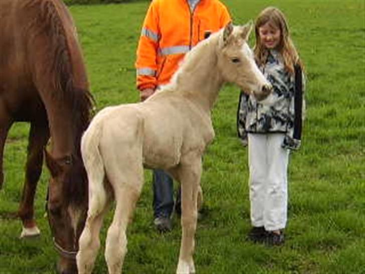 Palomino Bell Enigma - Så stor er jeg billede 11