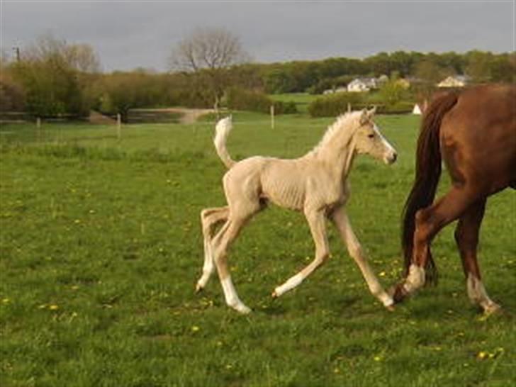 Palomino Bell Enigma - Fremdrift og op ad bakke billede 12