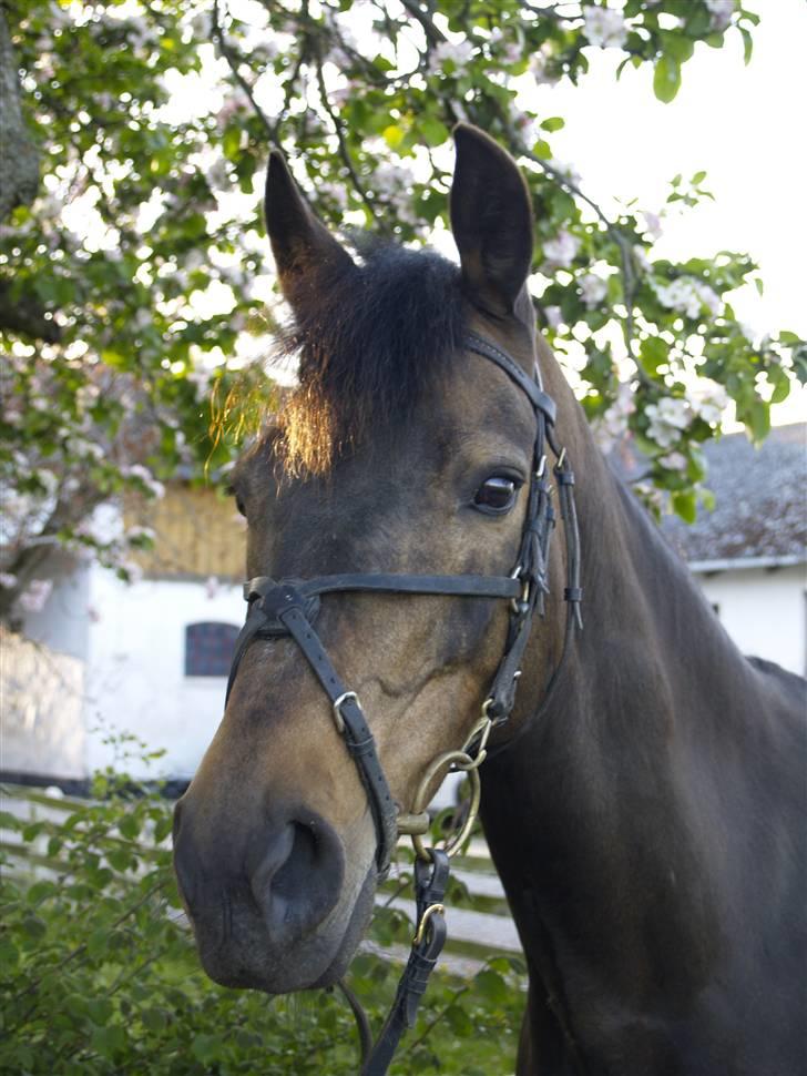 DSP Tiger R.I.P. billede 16