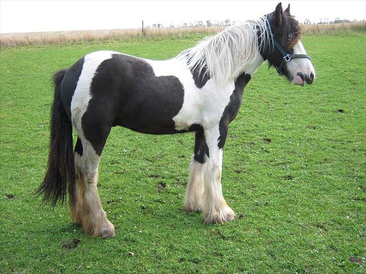 Irish Cob Viggo Hiiri Solgt. - 2/10 2010 billede 3