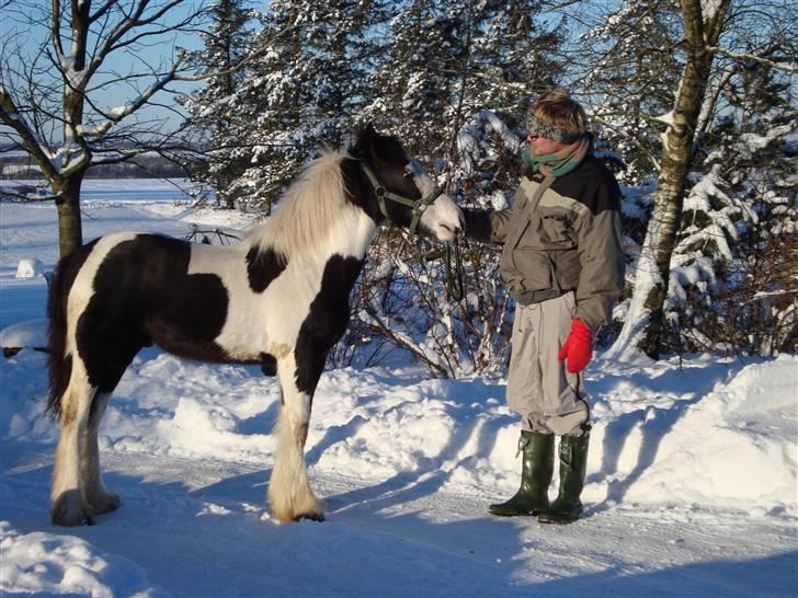Irish Cob Viggo Hiiri Solgt. - 09/01/10 Flotte fyr, altså hesten, har lige haft ham med på 3 km  billede 4