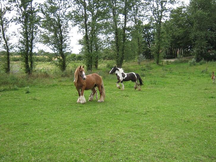 Irish Cob Viggo Hiiri Solgt. - 7/8-10 billede 5