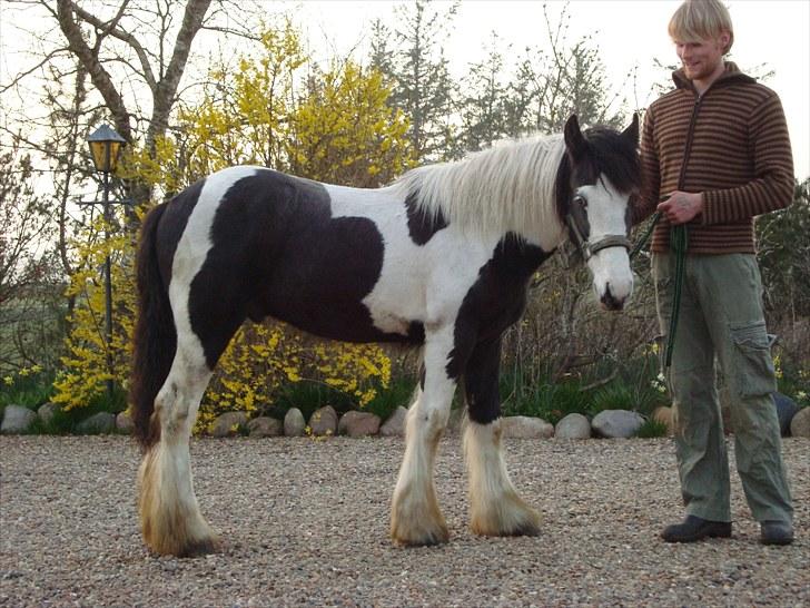 Irish Cob Viggo Hiiri Solgt. - 26/04/10 Tar en slapper. billede 2