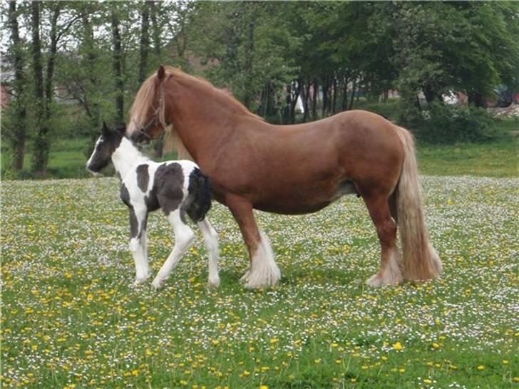Irish Cob Viggo Hiiri Solgt. - Pæne pæne slanke mor. billede 6