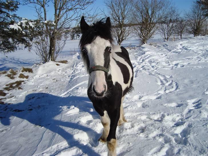 Irish Cob Viggo Hiiri Solgt. - Hej hej, har du noget til mig??? billede 7