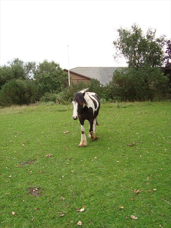 Irish Cob Viggo Hiiri Solgt. - 28/8 billede 8