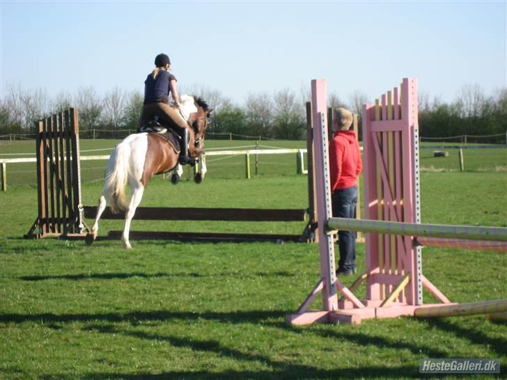 Anden særlig race BOJARD - total sej pony jeg har mig... tørgrav i første forsøg, han hoppede bare <3 niice .. Foto: Nana Pabst billede 12