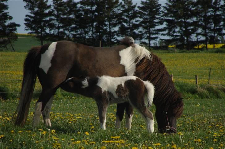 Islænder Duna Fra Ørnholm billede 7