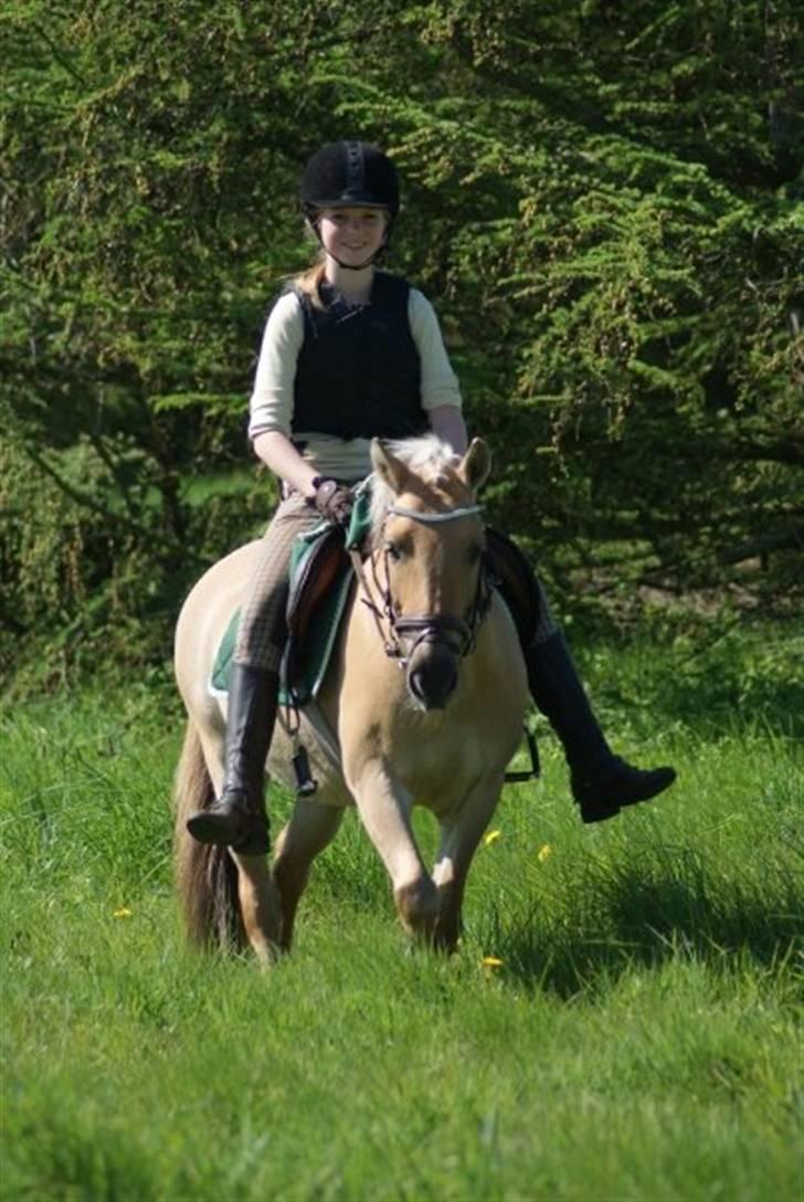 Anden særlig race daisy  - 19) foto: AH-FOTO tak for de fine billeder :) billede 19