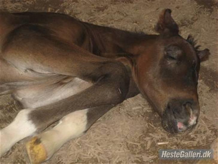 Dansk Varmblod A Romanze(Roma) - roma 1 dag gammel:) foto: mig;) billede 6