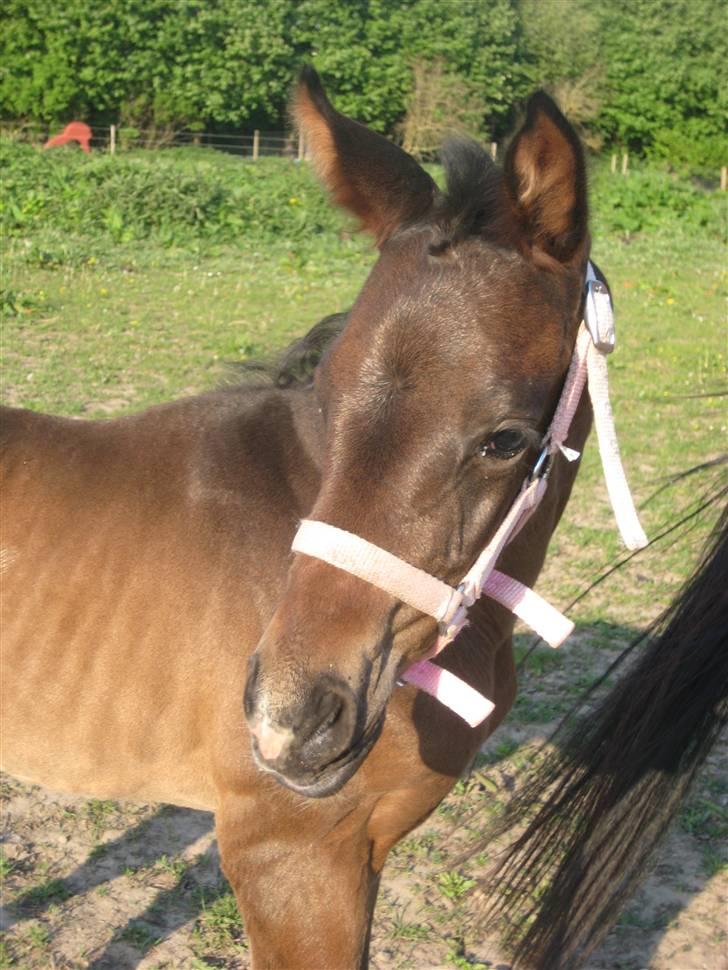 Dansk Varmblod A Romanze(Roma) - mit hoved:) da jeg var ca 3 uger. foto: mig billede 7