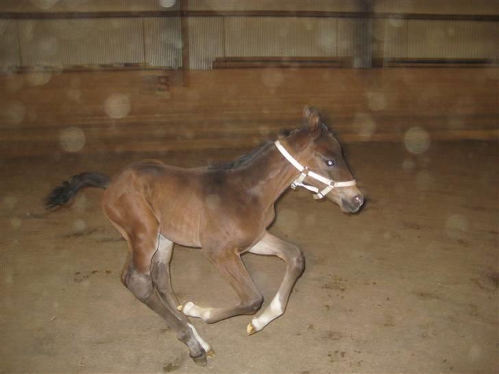 Dansk Varmblod A Romanze(Roma) - juhuuu ca 2 dage gammel foto: mig billede 8