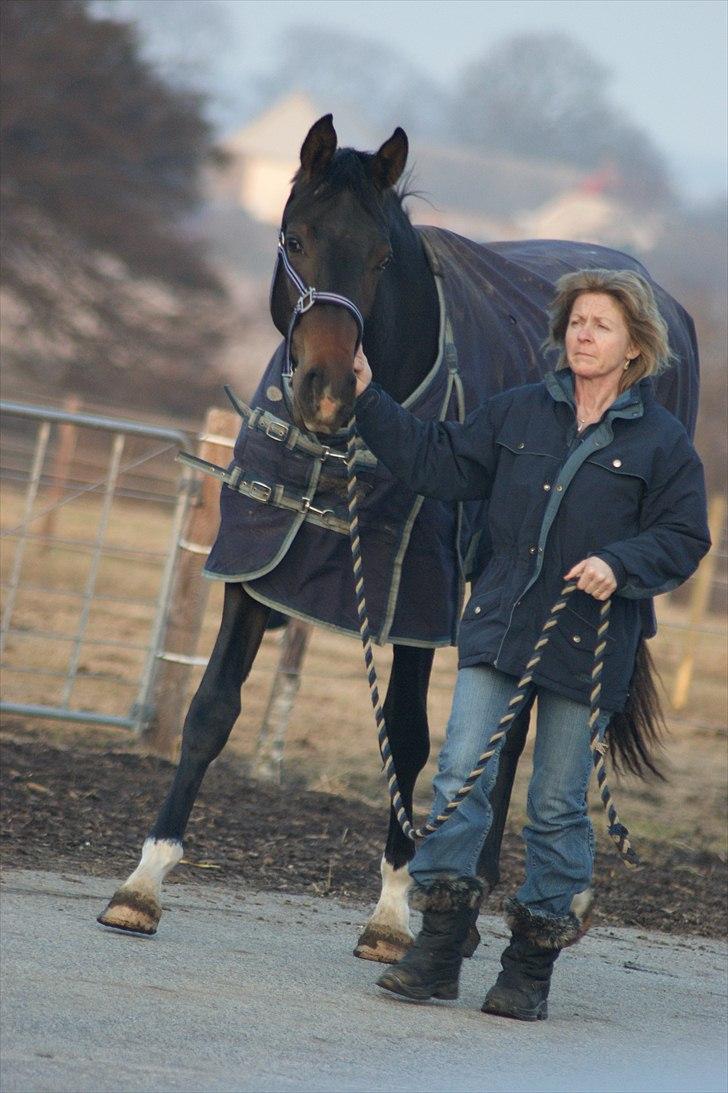 Dansk Varmblod A Romanze(Roma) - Roma på vej ind fra fold <3:) 20/3-11 billede 9