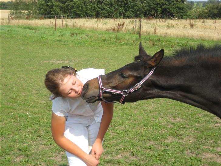 Dansk Varmblod A Romanze(Roma) - mysser<3 foto: anja tærsker;) billede 10