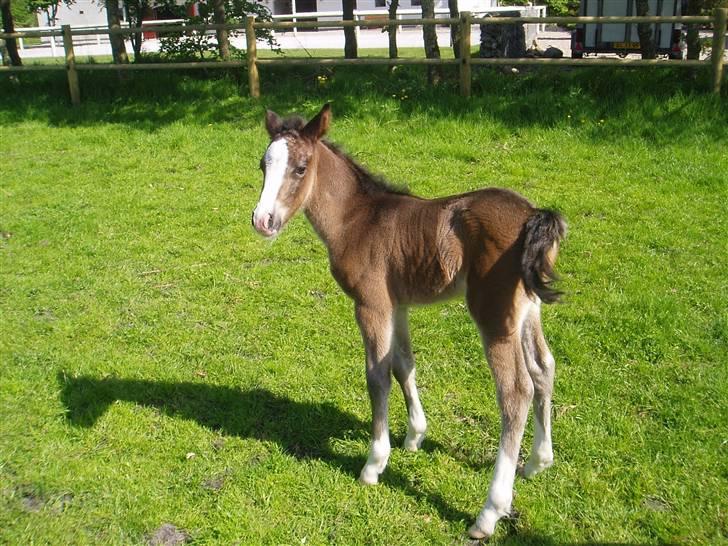 New Forest Meldgaardens Sir Everhard - billede 11 billede 4