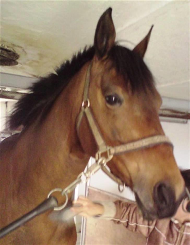 Anden særlig race Hugobell billede 1