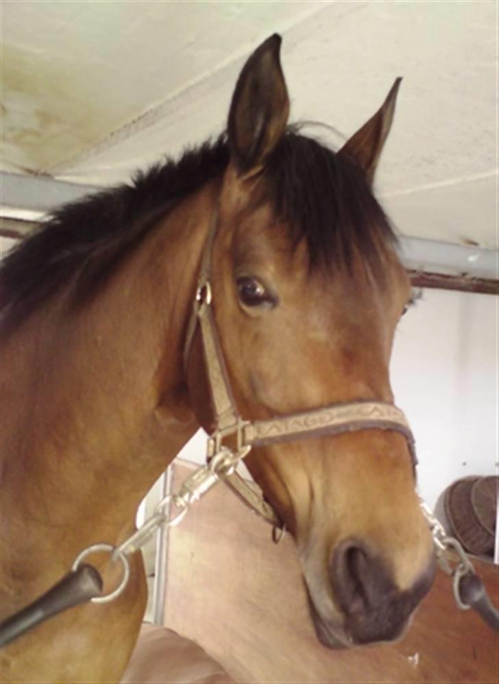 Anden særlig race Hugobell billede 2