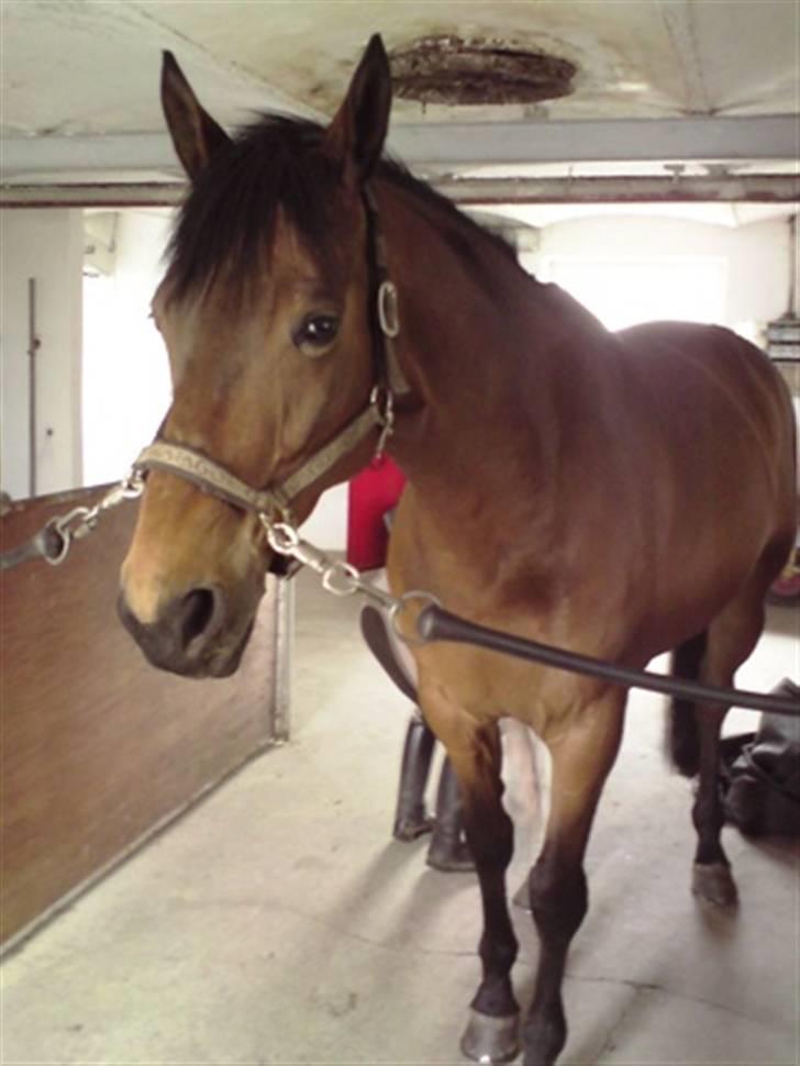 Anden særlig race Hugobell billede 3