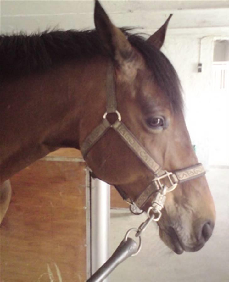 Anden særlig race Hugobell billede 4