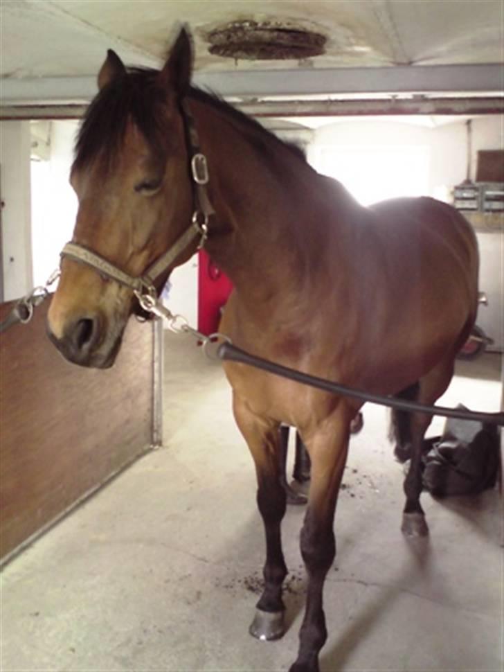 Anden særlig race Hugobell billede 5